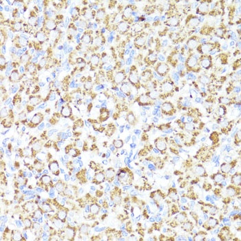 CYP3A4 Antibody