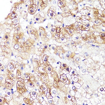 CYP3A4 Antibody