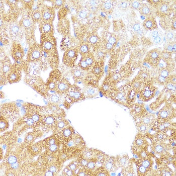 CYP3A4 Antibody