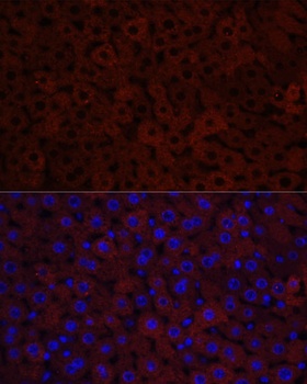 CYP3A4 Antibody