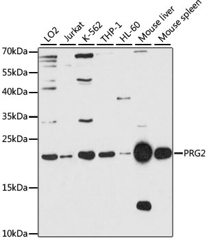 PRG2 Antibody