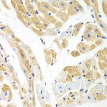PCBP2 Antibody