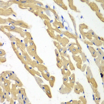 DKK3 Antibody