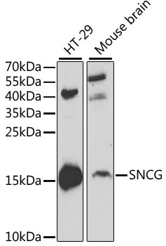 SNCG Antibody