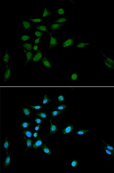 PSMA1 Antibody