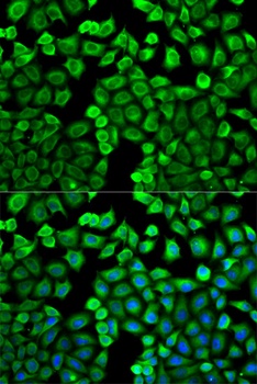 HNMT Antibody