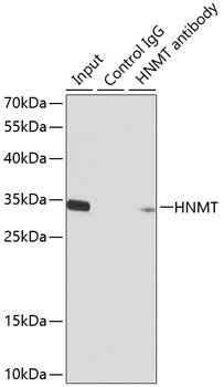 HNMT Antibody