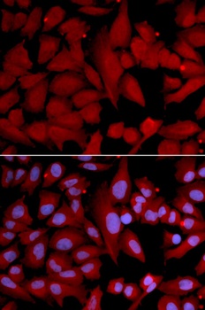 PSMA4 Antibody