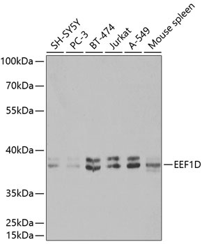 EEF1D Antibody