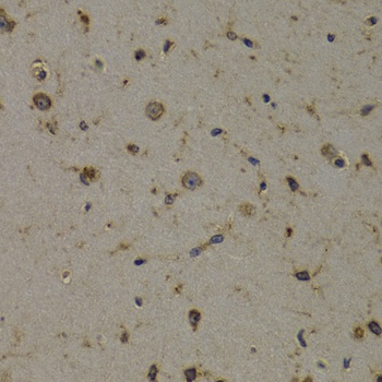 EEF1D Antibody