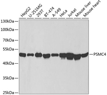 PSMC4 Antibody