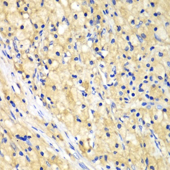 NUP62 Antibody