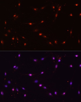 ILF3 Antibody