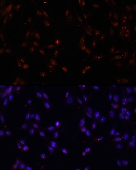 ILF3 Antibody