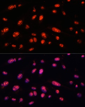 ILF3 Antibody