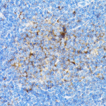 SIAH1 Antibody