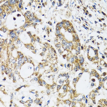 EPB41 Antibody