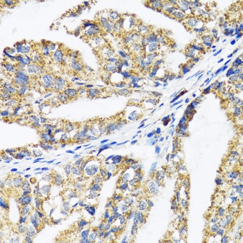 EPB41 Antibody