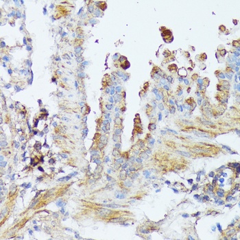 WNT1 Antibody