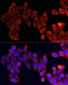 mTOR Antibody