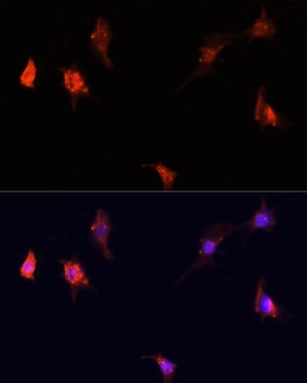 mTOR Antibody