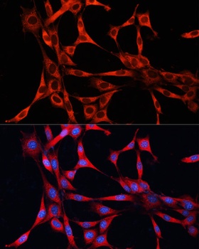 mTOR Antibody