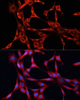 mTOR Antibody