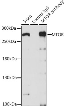 mTOR Antibody