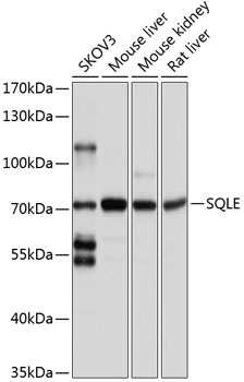 SQLE Antibody