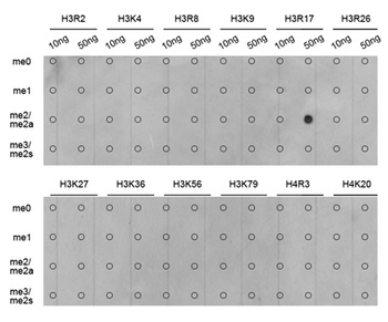 H3R17me2a Antibody