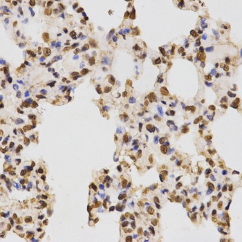 H3R17me2a Antibody