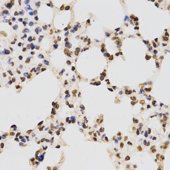 H3R17me2a Antibody