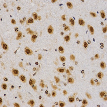 H4R3me2a Antibody