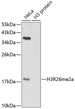 Asymmetric DiMethyl-Histone H3-R26 pAb