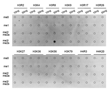 H3R8me2s Antibody