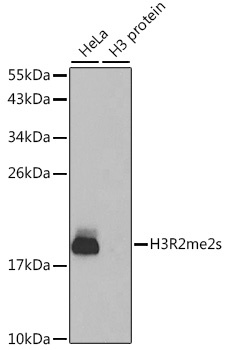 H3R2me2s Antibody