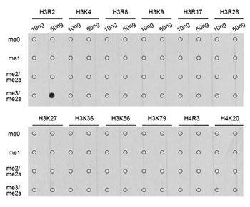 H3R2me2s Antibody