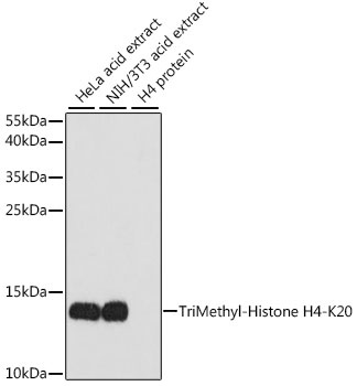 H4K20me3 Antibody