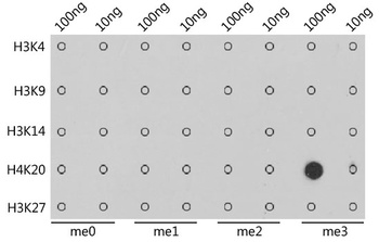H4K20me3 Antibody