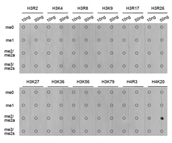 H4K20me2 Antibody