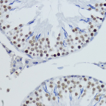 H4K20me2 Antibody