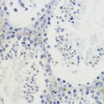 H4K20me2 Antibody