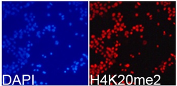 H4K20me2 Antibody