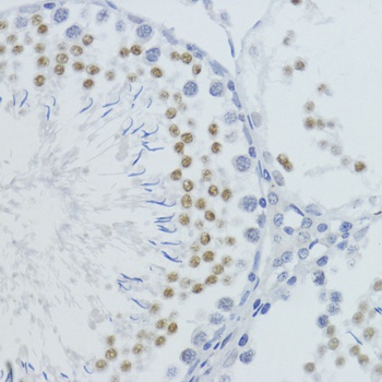 H4K20me1 Antibody