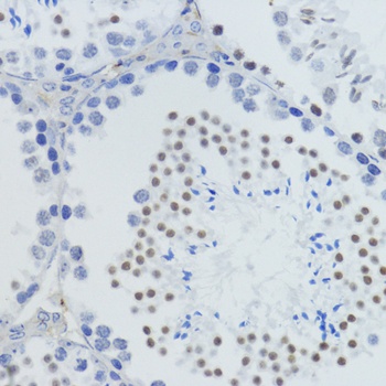 H4K20me1 Antibody