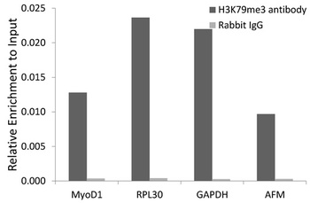 H4K20me1 Antibody