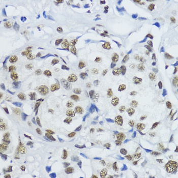 H3K79me3 Antibody