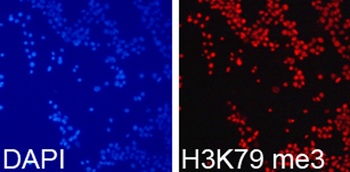 H3K79me3 Antibody