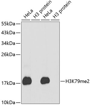 DiMethyl-Histone H3-K79 pAb