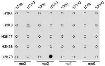 H3K79me2 Antibody